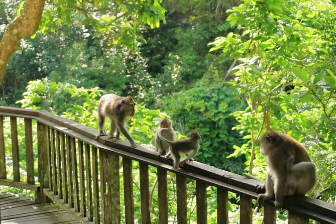 Ubud All-Inclusive Tour with Swing and Lunch - Sacred Monkey Forest Sanctuary: where nature and temples meet