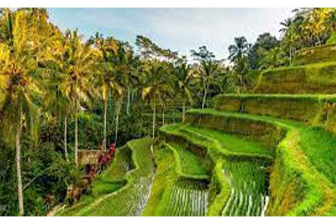 Ubud ATV Quad Bike, Monkey Forest and Rice Terrace - Price and logistics: what this $32 Bali day is really buying