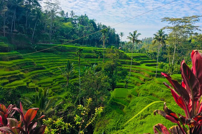 Ubud Best Tour - Coffee plantation time plus adventure options: what you’ll actually do