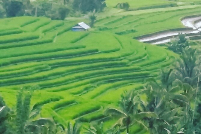 Ubud Buggy Adventure & Costumize Activities & cultural tours - Pertiwi Adventure Bongkasa buggy ride: what the off-road track experience actually means