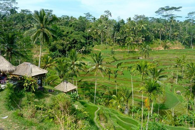 Ubud Combine Mount Batur Kintamani Tour - Ubud Monkey Forest and Ubud’s Art-Centered Stops