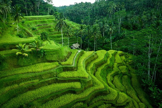Ubud Countryside Tour: Campuhan Ridge Walk and Rice Terrace - Tegalalang Rice Terraces: Breezy Views and Worth-the-Time Angles