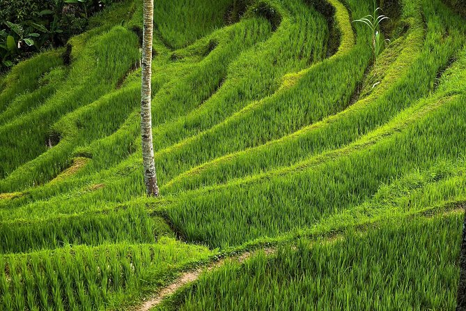 Ubud Cultural Day Tour: A Day for Balinese Cultural Experience - Sacred Monkey Forest Sanctuary and the Pura Dalem connection