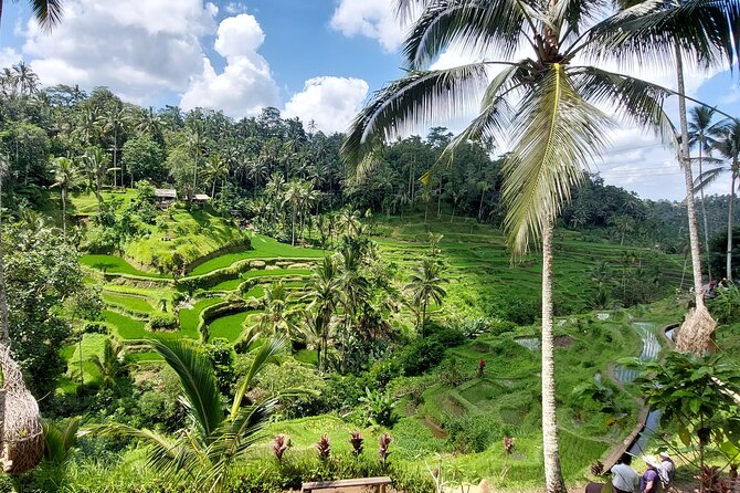 Ubud Customized Private Tour - Mount Batur and Kintamani views: when the drive is the point