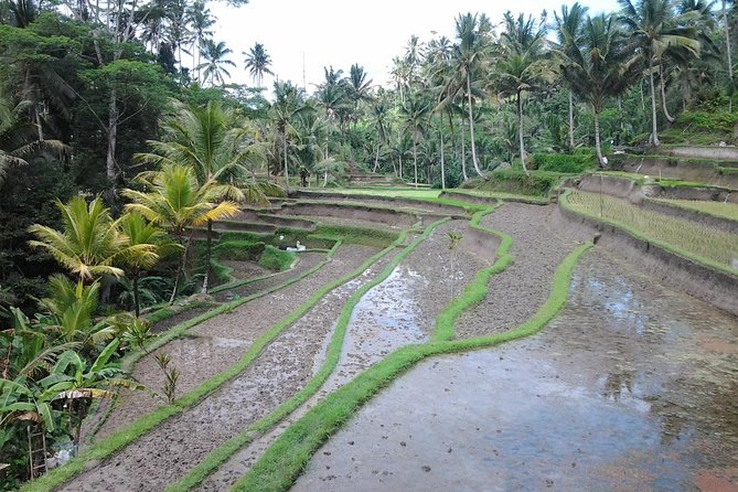 Ubud Customized Private Tour - Tegalalang rice terraces: beauty, culture, and a quick swing option