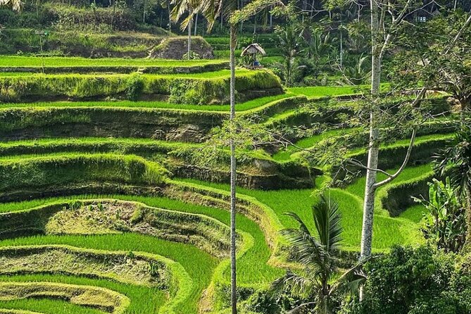 Ubud Day Tour : Waterfall, Temple and Local Night Market Tour - Tegalalang Rice Terrace: easy photo views plus a useful farming explanation