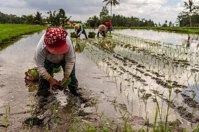 Ubud: Downhill Cycling with Volcano, Rice Terraces and Meal - Local school and education talk: the part that makes it feel real