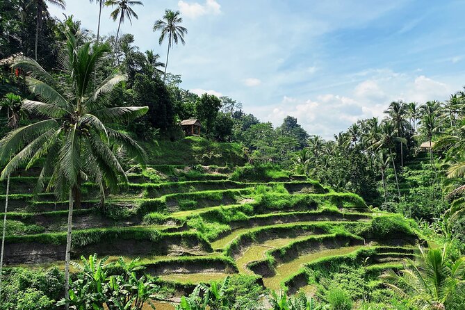 Ubud Experience | Full Day Private Tour in Ubud | FREE WIFI - Tegalalang Rice Terrace: The View Is the Point, and the Irrigation Story Adds Meaning