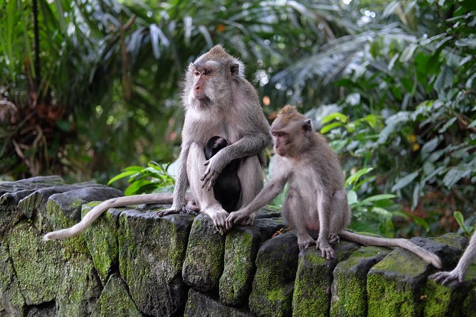 Ubud Experience ; Swing, Waterfalls, Art Market, Rice Terrace - A First-Day Ubud Highlights Route From Kuta