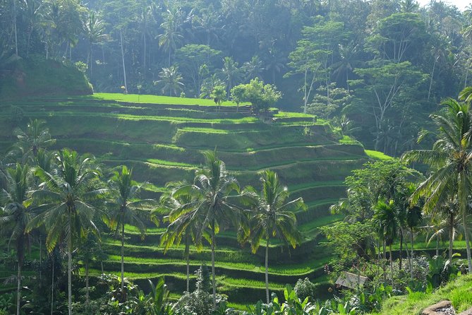 Ubud Experience ; Swing, Waterfalls, Art Market, Rice Terrace - Your Day at a Glance: Time, Transport, and Realistic Expectations