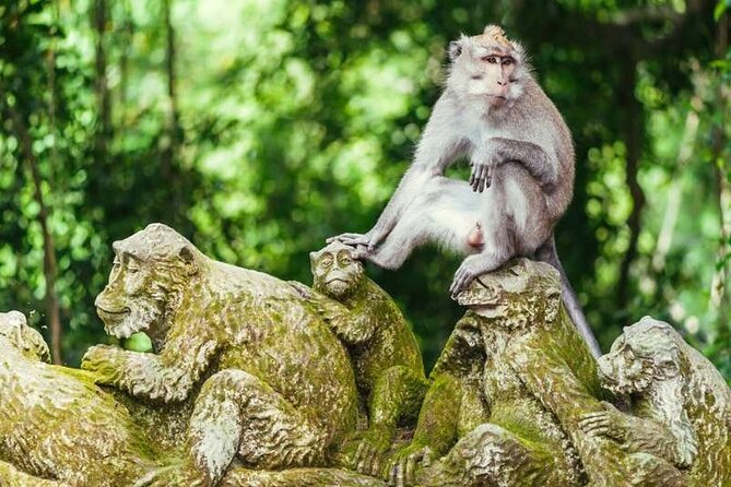 Ubud Full Day Tour Waterfall Monkey Forest Rice Terrace - Sacred Monkey Forest Sanctuary: Rules, Shade, and One-Hour Photos