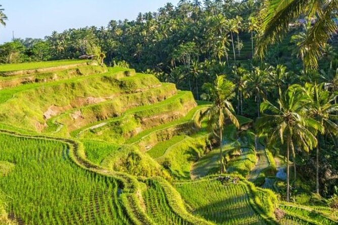 Ubud Full Day Tour Waterfall Monkey Forest Rice Terrace - Tegenungan Waterfall: One Hour to Get the Shot and Catch Your Breath