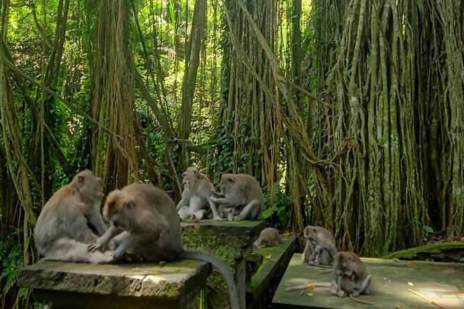 Ubud Guided Tour Monkey Forest, Waterfall, Temple & Rice Terrace. - Tirta Empul Temple: the cleansing spring and fountain-water ritual