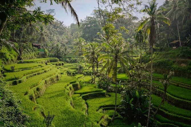 Ubud Highlight: Best of Ubud Private Day Tour with Local Guide - Sacred Monkey Forest Sanctuary: macaque chaos control and photo-friendly jungle