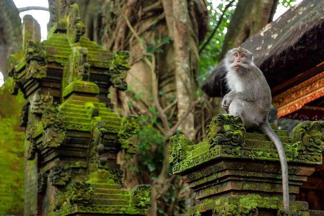 Ubud Highlights Rice Terraces, Temple, Waterfall & Monkeys forest - Who should book this Ubud highlights tour