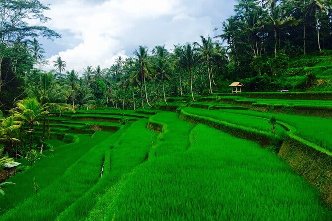 Ubud Highlights Tour ( Private All-Inclusive ) - Price and What Feels Included in the Real World