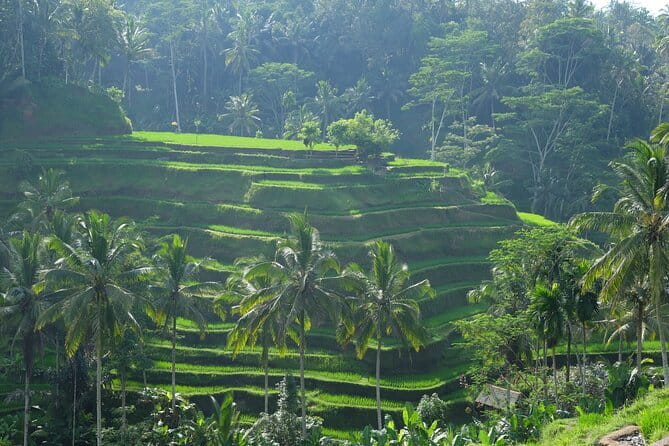 Ubud Highlights Tour ( Private All-Inclusive ) - Ubud Palace and Puri Saren Palace: Royals, Courtyards, and Context