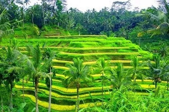 Ubud: Holy Water Temple, Volcano View, Rice Terrace, MonkeyForest - What Makes This Ubud–Kintamani Route Worth Your Time