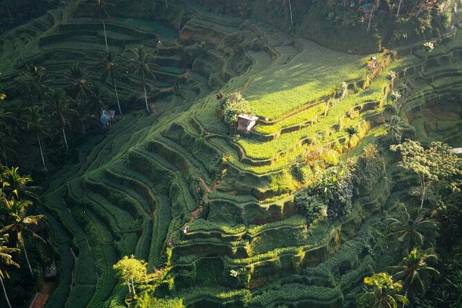 Ubud Iconic Full Day Tour Monkey Forest Rice Terraces Waterfalls - Stop 4: Tegallalang Rice Terrace (about 1 hour)