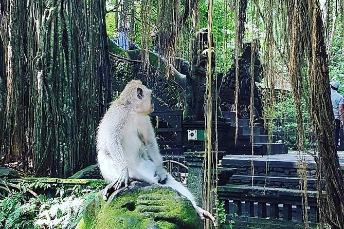 Ubud iconic waterfall and temple tours - Ubud logistics: why private pickup + 8:00 am matters