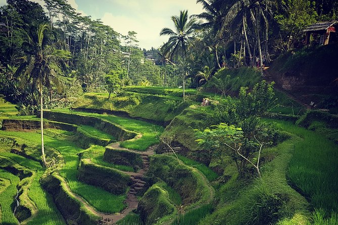 Ubud iconic waterfall and temple tours - Stop 1: Sacred Monkey Forest Sanctuary, monkeys first, rules always