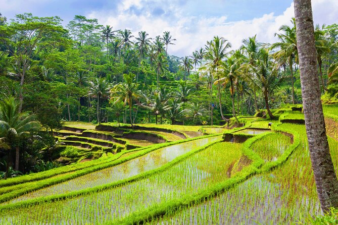 Ubud Jungle Adventure: Tirta Empul & Bali Swing - Real Bali Swing: the valley view you came for