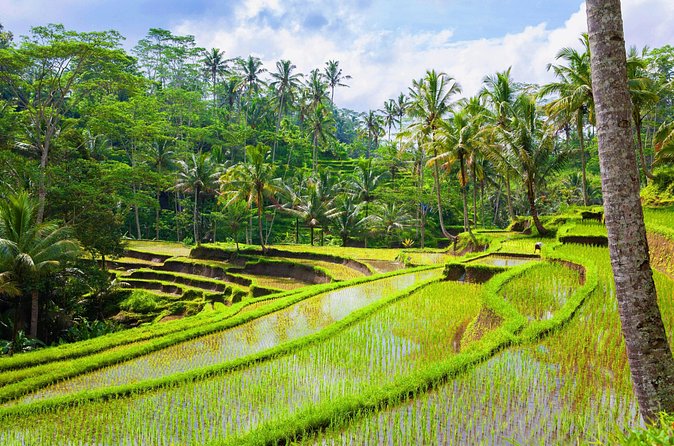 Ubud Jungle Adventure: Tirta Empul & Bali Swing - Tegalalang Rice Terrace: layers of rice, not just a postcard stop