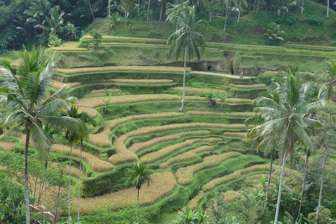 Ubud Kintamani Tour - Price and What You Actually Get for $60