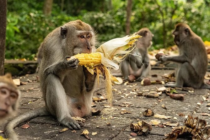 Ubud Monkey Forest - Rice Terrace - Jungle Swing - Water Temple - Timing and the 8–10 hour loop (from Kuta and nearby areas)