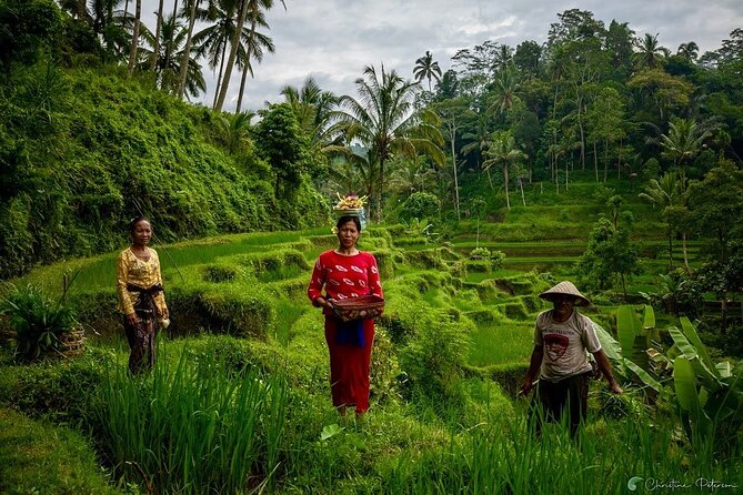 Ubud Monkey Forest - Rice Terrace - Jungle Swing - Water Temple - Tegalalang rice terraces and the jungle swing: views with real work underneath