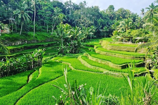 Ubud Monkey Forest - Rice Terrace - Jungle Swing - Water Temple - Tirta Empul Temple: holy water with one important rule