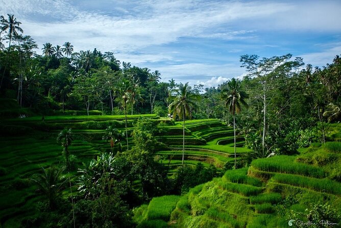 Ubud Monkey Forest - Rice Terrace - Jungle Swing - Water Temple - Price and value: what $32.40 gets you, and what to budget for