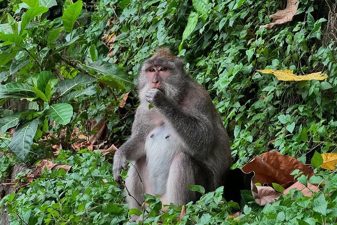Ubud Monkey Forest - Rice Terrace - Jungle Swing - Water Temple - Sacred Monkey Forest Sanctuary: up-close wildlife without losing your mind