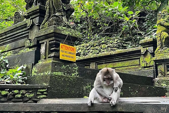 Ubud Monkey Forest, Rice Terrace & Tirta Empul Temple Tour - Tibumana Waterfall: where the day slows down