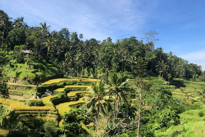 Ubud : Monkey Forest, Rice Terrace, Waterfall, Swing - Why This Ubud Day Feels Worth It