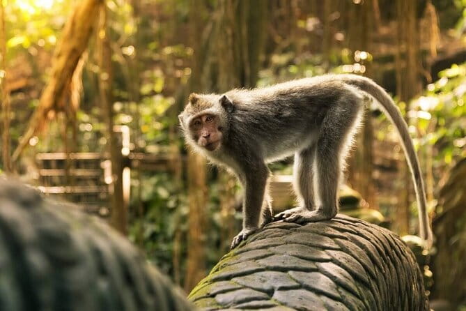 Ubud: Monkey Forest, Rice Terraces and Jungle Swing Tour - Key highlights at a glance