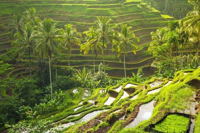 Ubud: Monkey Forest, Rice Terraces and Jungle Swing Tour - Sacred Monkey Forest Sanctuary: what to expect and how to stay safe