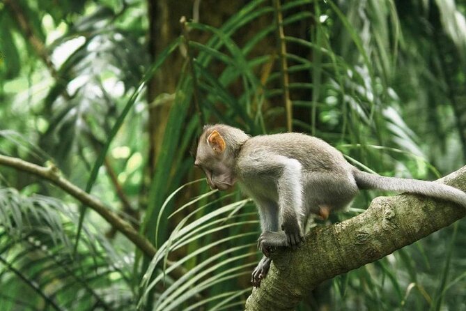 Ubud Monkey Forest, Scenic Rice Terrace with Swing and Waterfall - Stop 1: Sacred Monkey Forest Sanctuary in Padangtegal Village