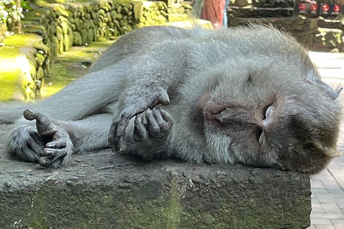 Ubud Private Nature and Temple Tour - A full-day Ubud loop that’s built for less stress