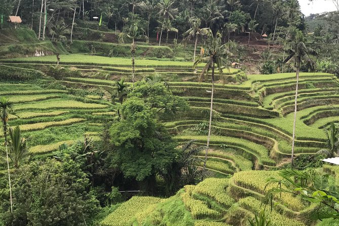 Ubud Private Tour : Best Of Ubud - Guided Tour - Gunung Kawi Sebatu Temple: Pools, Water, and Vishnu