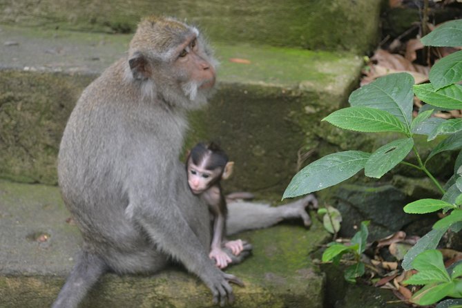 Ubud Private Tour : Choice Your Own Trip - How the Ubud Private Tour Works (Choose Your Day, Not a Fixed Script)