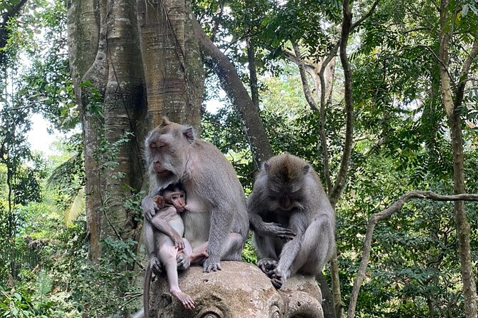 Ubud Private Tour: Monkey Forest, Rice Terrace, Temple, Waterfall - Tegalalang Rice Terraces: The Valley-Down View You’ll Keep Photographing