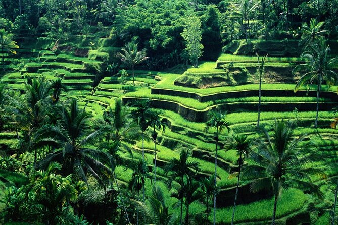 Ubud Private Tour : Ubud Temple and Authentic of Ubud - Why a private Ubud driver beats self-driving