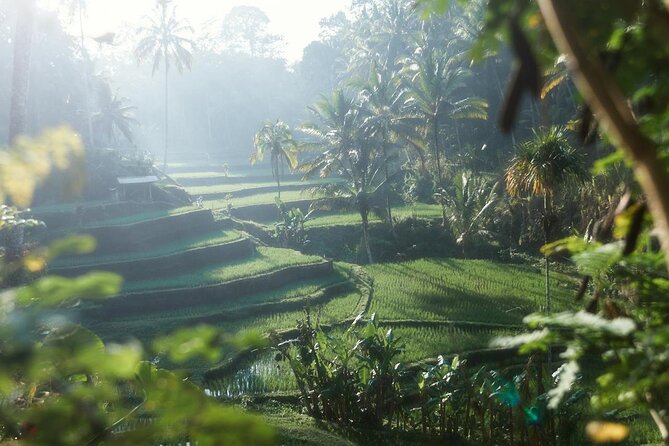 Ubud Private Tour - Waterfalls, Water Temple & Rice Terraces - Lunch Stop at Sari Timbul By Kubu Bali: A Breather in the Middle