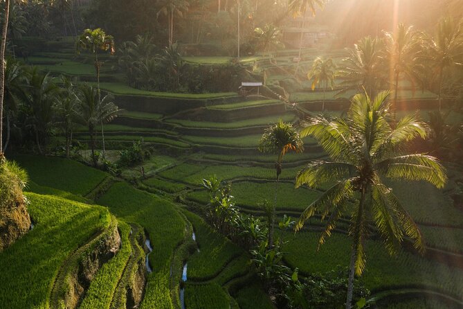 Ubud Private Tour - Waterfalls, Water Temple & Rice Terraces - Tegallalang Rice Terraces: Finish With Panoramic Views