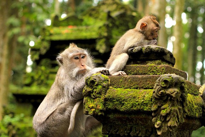 Ubud Sacred Monkey Forest & Art Village Tour - A Half-Day Plan That Makes Ubud Feel Manageable