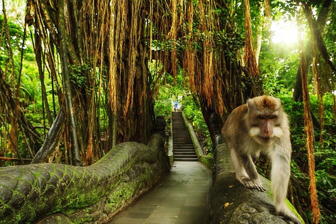 Ubud Skip the line Monkey Forest Sanctuary Ticket and Guided Tour - Quick hits before you go