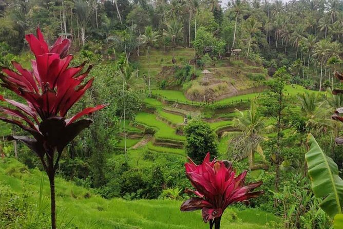 UBUD Spring Temple, Waterfall, Rice Terraces Private Tour - Stop 2: Tegalalang Rice Terraces—how to enjoy the views without rushing