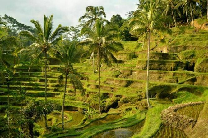 UBUD Spring Temple, Waterfall, Rice Terraces Private Tour - Stop 1: Sacred Monkey Forest Sanctuary—time to watch, not just pose