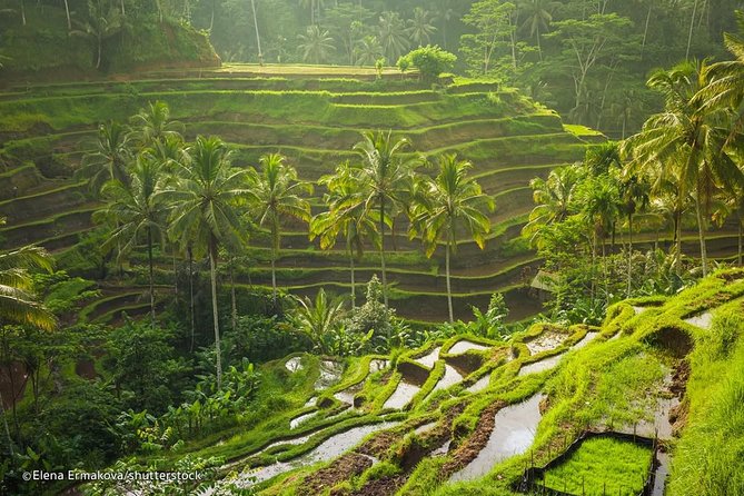 Ubud Surounding Tour - Tegalalang rice terraces and a short walk through the fields